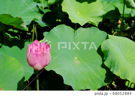 御楼門に咲くハスの蕾 御楼門に咲くハスの蕾 68052884