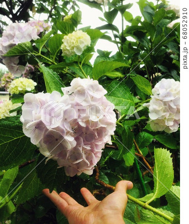 ハート型あじさい ハート型あじさい 68052910