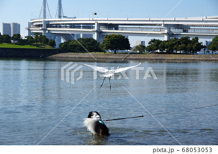 キャバリアとダイサギ キャバリアとダイサギ 68053053