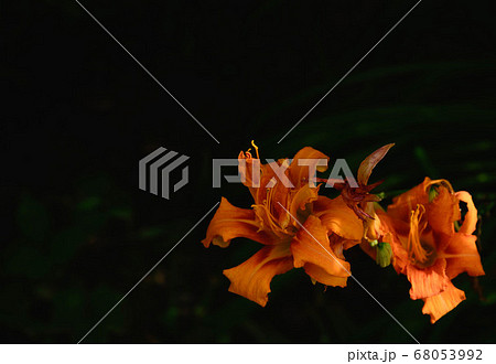 ワスレグサの花 68053992