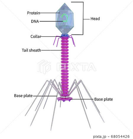 ベクトル ベクター ベクタ 68054426