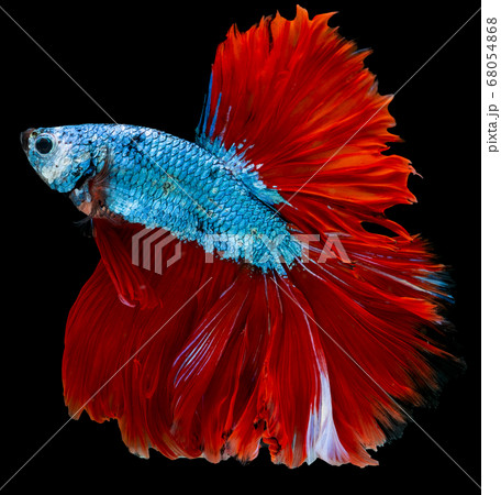 Multicolor with main color of blue and red Siamese betta fighting fish swim with aggressive action Multicolor with main color of blue and red Siamese betta fighting fish swim with aggressive action 68054868