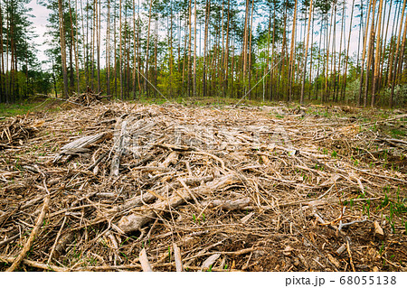 Hardwood, Lumber, Wood Chips From Tree Trunks In Deforestation Area. Pine Forest Landscape In Spring Day. Green Forest Deforestation Area Landscape Hardwood, Lumber, Wood Chips From Tree Trunks In Deforestation Area. Pine Forest Landscape In Spring Day. Green Forest Deforestation Area Landscape 68055138