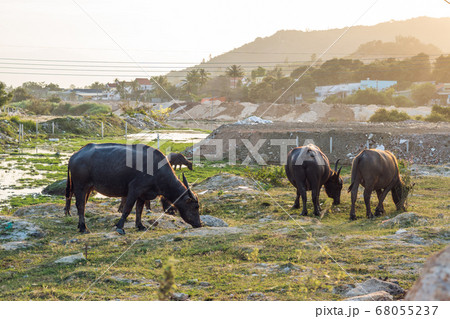 Buffaloes in the field in Vietnam, Nha Trang 68055237