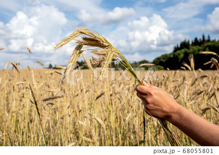 Golden rye in hand, field of ceraels in background. Agriculture, cultivation of grains 68055801