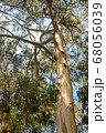 green trees in the park. Exotic trees against the sky. 68056039
