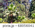 Beautiful view of green plants in the park flowers arbors and green palm trees. Beautiful green natural backgrounds. 68056041