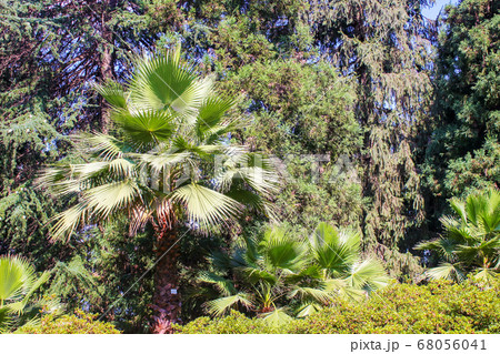 Beautiful view of green plants in the park flowers arbors and green palm trees. Beautiful green natural backgrounds. 68056041