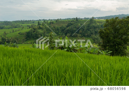 Rice paddies at Bali 68056598