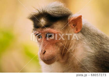Goa, India. Bonnet Macaque Monkey - Macaca Radiata Or Zati. Close Up Portrait Goa, India. Bonnet Macaque Monkey - Macaca Radiata Or Zati. Close Up Portrait 68057273
