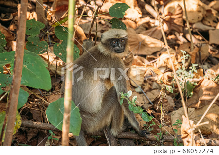 Goa, India. Gray Langur Monkey Sitting On Forest Ground Goa, India. Gray Langur Monkey Sitting On Forest Ground 68057274