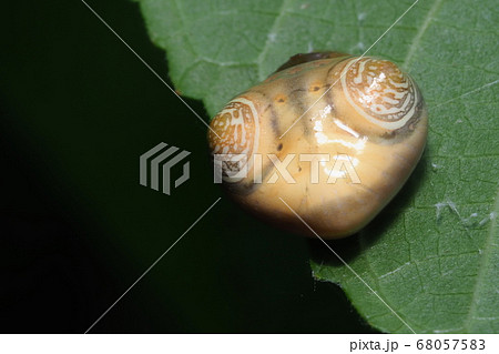 オオトリノフンダマシ(メス)後ろ姿 オオトリノフンダマシ(メス)後ろ姿 68057583