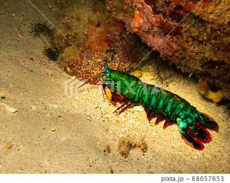Shrimp mantis The mantis