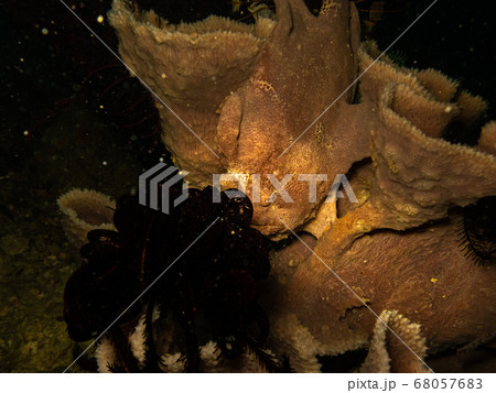 Giant frogfish, Antennarius commersoni disguised at a Puerto Galera tropical coral reef, Philippines Giant frogfish, Antennarius commersoni disguised at a Puerto Galera tropical coral reef, Philippines 68057683