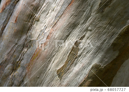 サルスベリ 68057727