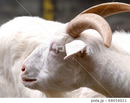 シバヤギ シバヤギ 68058021