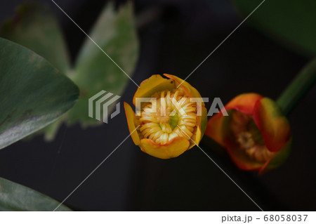 屋外で撮影したコウホネ 屋外で撮影したコウホネ 68058037