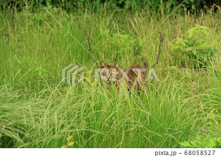 ここに居るよ 68058527