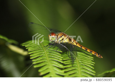ナツアカネ 68059095