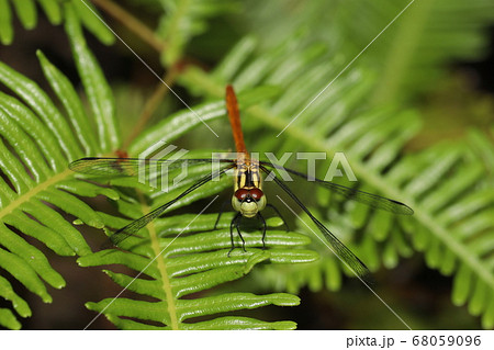 ナツアカネ 68059096