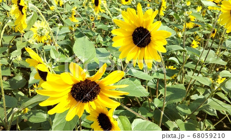 梅雨明けの花壇に元気に咲くひまわりの写真素材