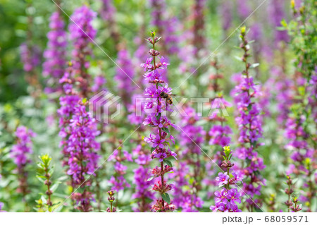サルビアの花の蜜を吸うミツバチの写真素材 サルビアの花の蜜を吸うミツバチの写真素材