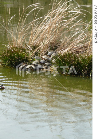 亀がたくさん重なり合っています 68059737