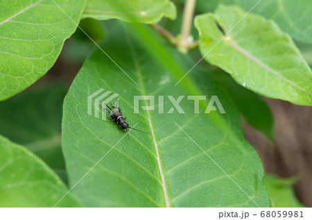 エンマコオロギの幼虫 68059981