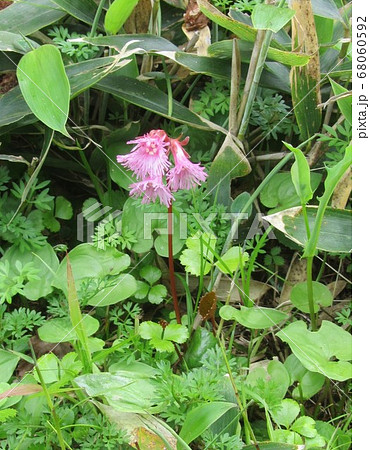 ショウジョウバカマ 68060592