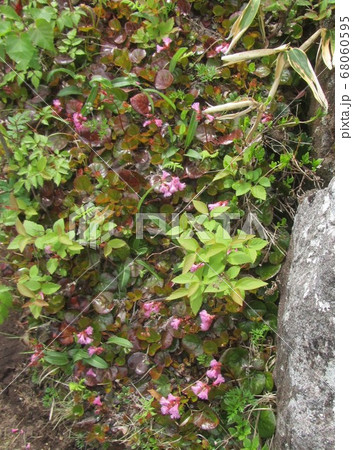 ショウジョウバカマ ショウジョウバカマ 68060595