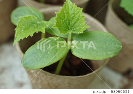 キュウリの若い開いた本葉　紙ポットにふたつの苗 ロング 68060631
