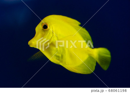 黄色の魚のキイロハギ 68061198