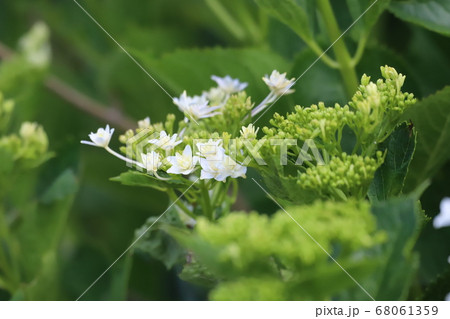 アジサイの花 68061359