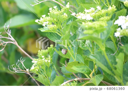 アジサイで巣を作る蜂 68061360