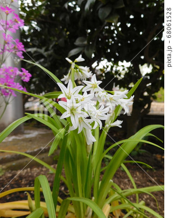 花壇の白いミツカドネギ 花壇の白いミツカドネギ 68061528