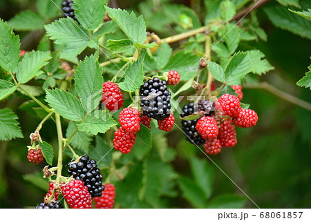 ラズベリーの赤と黒の実 68061857