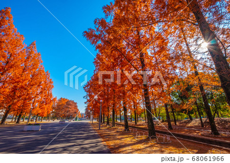 鶴見緑地メタセコイアの紅葉 68061966