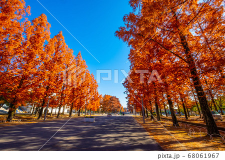 鶴見緑地メタセコイアの紅葉 68061967