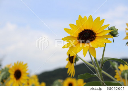 ヒマワリ 68062005