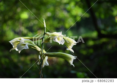 ウバユリの開花 68062283