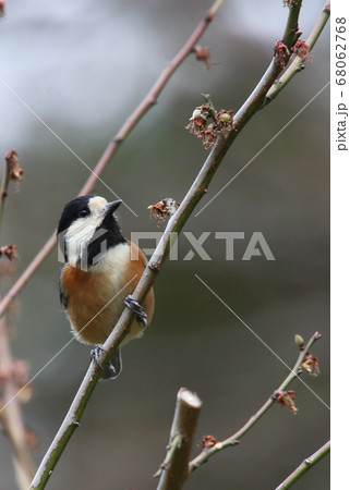 野鳥　ヤマガラ 68062768