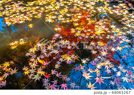 散りモミジと紅葉の 68063267