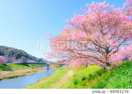 南伊豆町・下賀茂の河津桜　（ソフトフォーカス） 68063276
