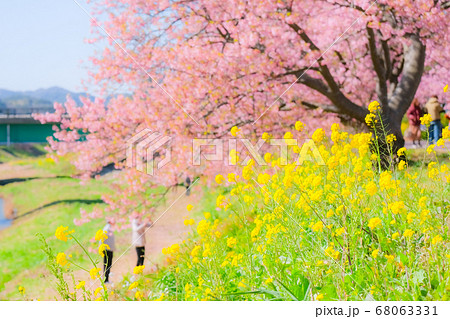 南伊豆町・下賀茂の河津桜　（ソフトフォーカス） 68063331