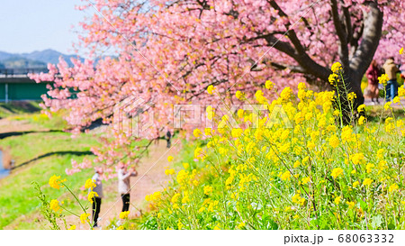 南伊豆町・下賀茂の河津桜 南伊豆町・下賀茂の河津桜 68063332