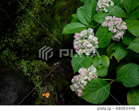 日陰に咲く色褪せた紫陽花の写真素材