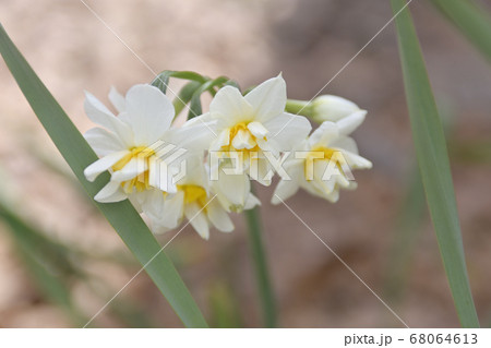 三十三間堂　日本水仙 68064613