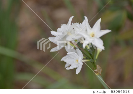 三十三間堂　水仙 68064618