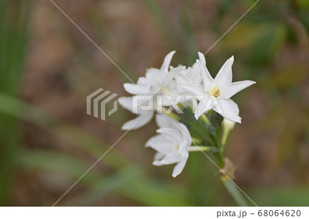 三十三間堂　水仙 68064620