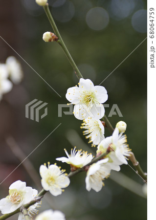 三十三間堂　白梅 68064759